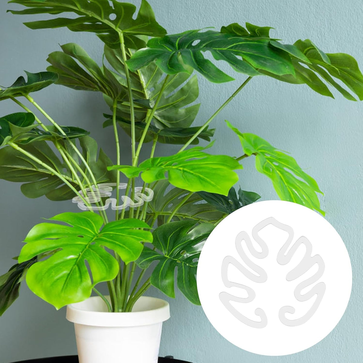 Transparent acrylic plant pot in the shape of a Monstera leaf | Invisible stem support for indoor potted plants 🌿