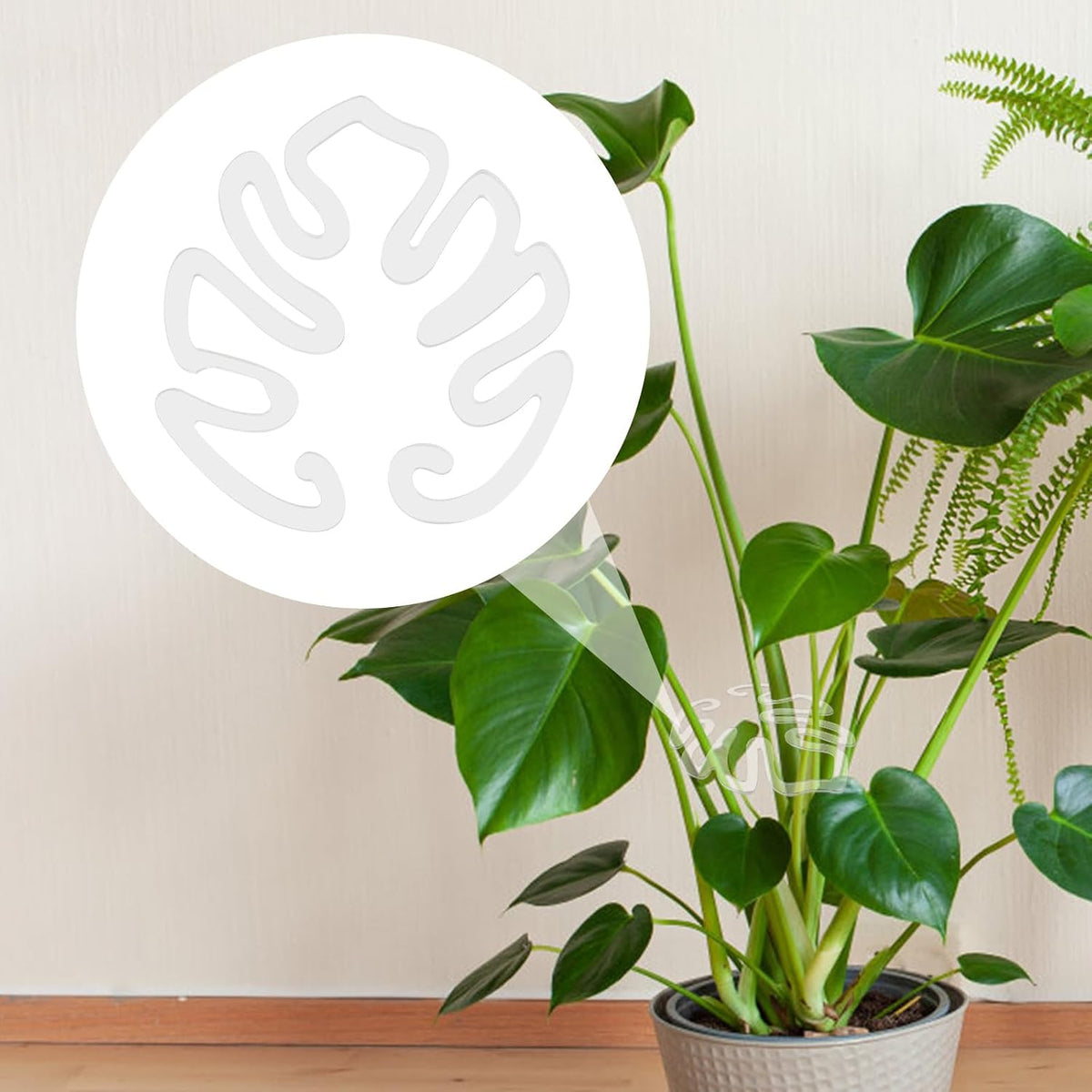 Transparent acrylic plant pot in the shape of a Monstera leaf | Invisible stem support for indoor potted plants 🌿